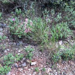 Spot the snake - it is all there!