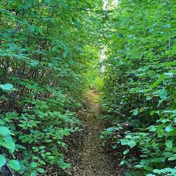 Mal wieder der grüne Tunnel