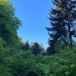 Morgendlicher Blick aus dem Zelt