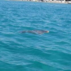 Turtle in Sichtweite
