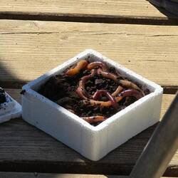 Aus Sicht eines Fisches bestimmt lecker
