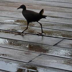 Kurzer Regenguss am Pool.