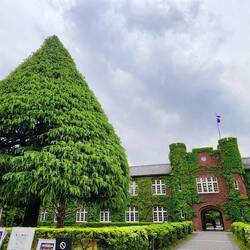 Impress tree at university, enroute to bike pickup