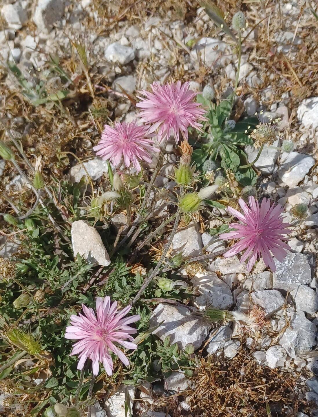 Wunderschöne Blumen