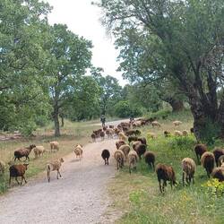 Schaffende auf der Strasse🐏🐑