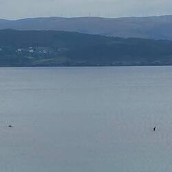 Dolphins