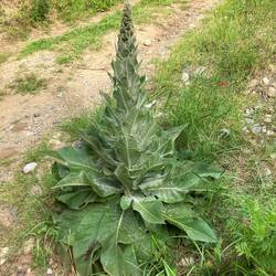 Königskerze entdeckt – zweijährig, mit filzig-weichen Blättern. Bald gelbe Blütenkerze. Alte Heilpfl