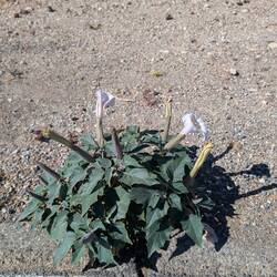 More desert bloom