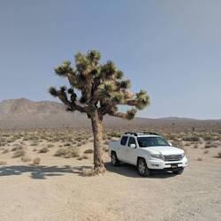Same tree, my old car, 2018