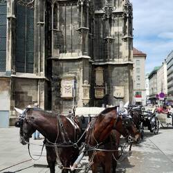 Which way? Carriage horses at the cathedral