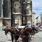 Which way? Carriage horses at the cathedral