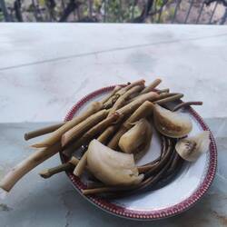 Armenischer Spargel, ganz fein - weitweg von richtigen Spargel