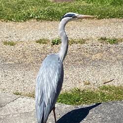 Ecluse 19, furchtloser Reiher