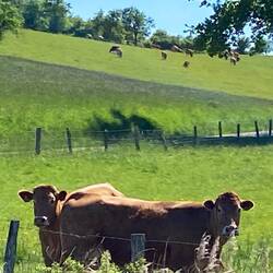 Ländliches Frankreich, von Lothringen ins Elsass