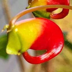 Beim Abendspaziergang entdeckt.