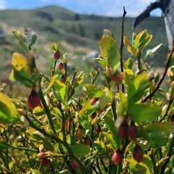 Hier bleiben wir, bis die Heidelbeeren reif sind 🤔
