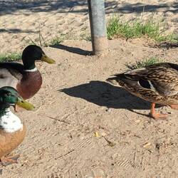 Gegliederter Besuch