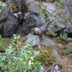 Marmot