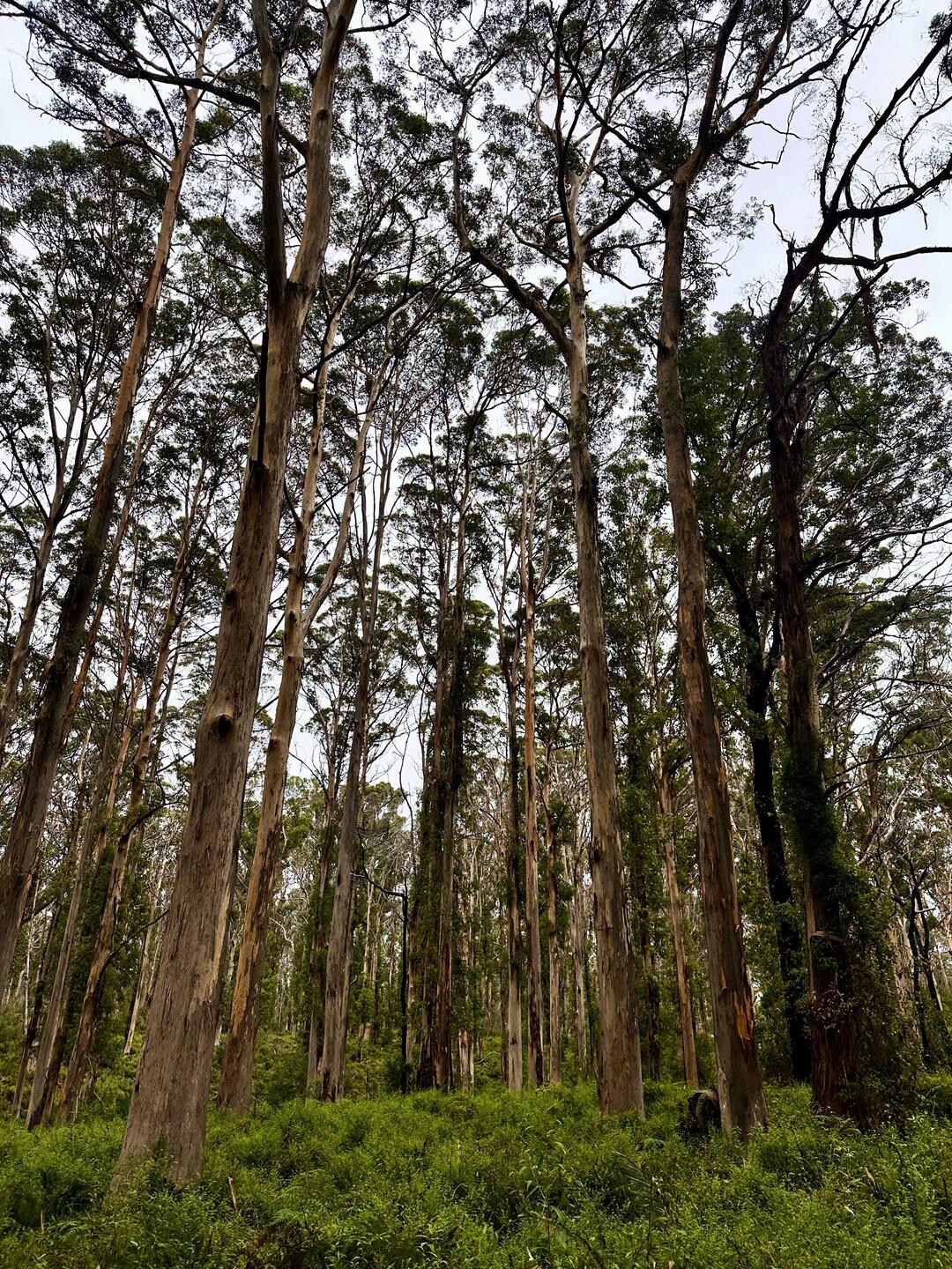 Karri-Wald