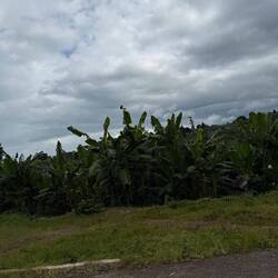 Banenplantagen soweit das Auge reicht.