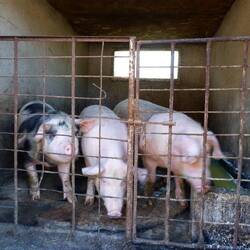 Glückliche Schweine warten darauf dass sie auf den Hof dürfen
