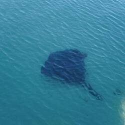 bevor die Kamera bereit war. Dafür hat uns dieser gemütliche Rochen begleitet, ...