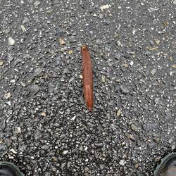 Big slug!