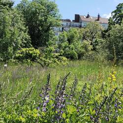 Botanic garden meadow