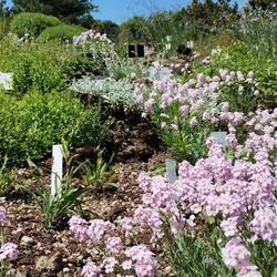 A preview of alpine flora in the botanic gardens