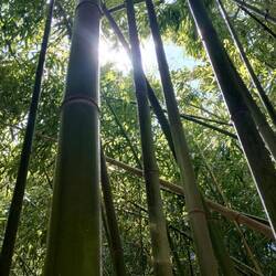 Nice bamboo