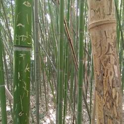 Botanic garden bamboo