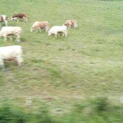 Cows