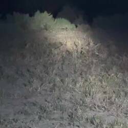 Afrikanisches Buschkänguru