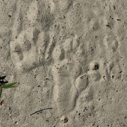 Spuren von Baboons