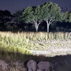 Endlich Elefanten direkt an der Lodge