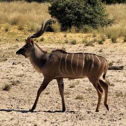 Kudu Bock