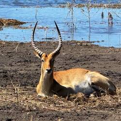 Lechwe Männchen (auch Litschi-Moorantilope),