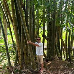 Auch der Bambus ist riesig