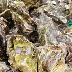 Hier ist Austernregion, ist bloß nix für mich