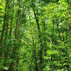 Heute gibt es richtig viel Grün, es erinnert so an Irland, nur viel mehr Wald.
