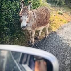 Wildlife opp dä Stroß