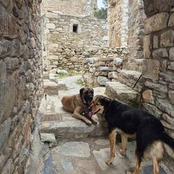 Guides in Vathia. Die beiden Hunde sind uns den ganzen Weg voraus gelaufen 😊🐕