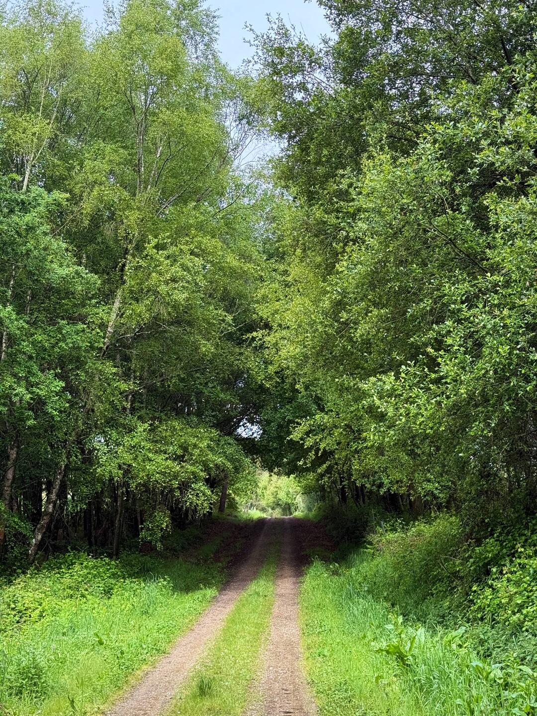 Nice cow path