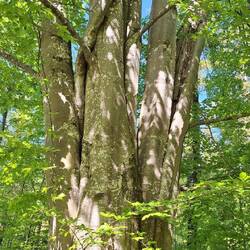 Ist EINE Buche oder VIELE?🤔