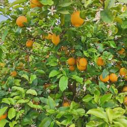 In den Gärten wächst allerhand ... Zitronen