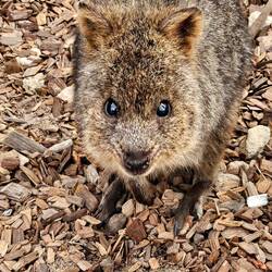Quokka ready for his closeup.