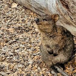 A quokka who looks like he's smiling. You can see why they call them the happiest animals!