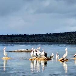 Pelicans on the bay.