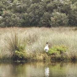 Australian White Ibis on the shore.