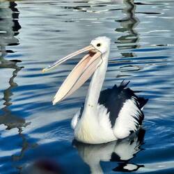 Australian White Pelican.